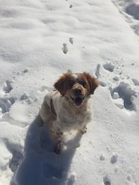 Cane Breton Bianco-Arancio