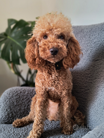 Barboncino per monta