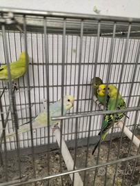Cocorite
