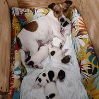 Cuccioli di Jack Russell