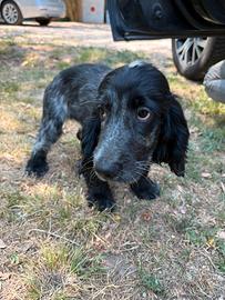 Cocker maschio 3 mesi