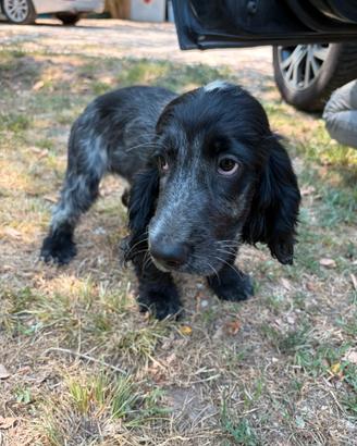 Cocker maschio 3 mesi