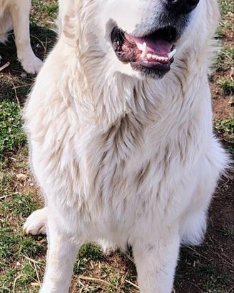 Pastore Maremmano Abruzzese Puro 9 mesi gigante