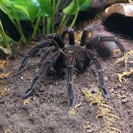 P. Machala femmina 