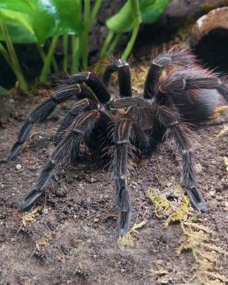 P. Machala femmina 