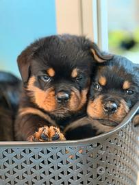 Cuccioli Rottweiler