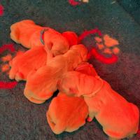 Labrador golden retriver