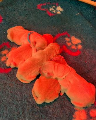 Labrador golden retriver