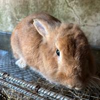 Conigli nani testa di leone