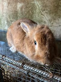 Conigli nani testa di leone