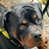 Accoppiamento Rottweiler