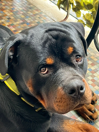 Accoppiamento Rottweiler