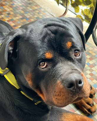 Accoppiamento Rottweiler