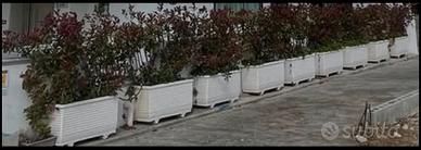Vasi e siepe photinia