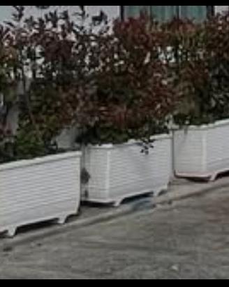 Vasi e siepe photinia