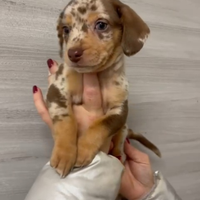 Bassotto Arlecchino Cioccolato