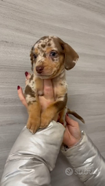 Bassotto Arlecchino Cioccolato. Isabella