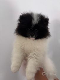 Spitz tedesco (Pomerania) con pedigree enci