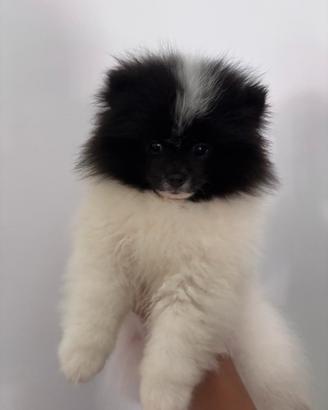 Spitz tedesco (Pomerania) con pedigree enci