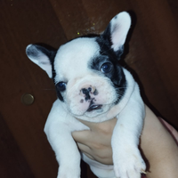 Bulldog francese