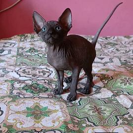 Cucciolo di Canadian sphynx