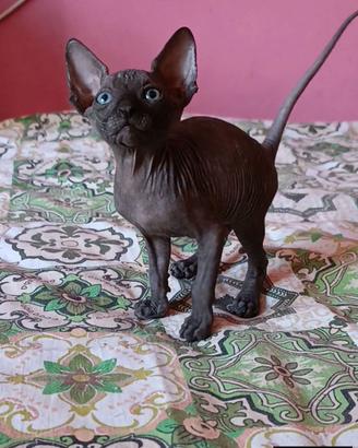 Cucciolo di Canadian sphynx