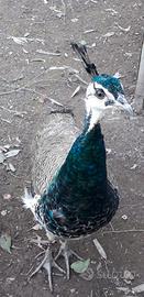 Pavoni e fagiani per allevamento