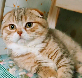 Scottish Fold British Golden