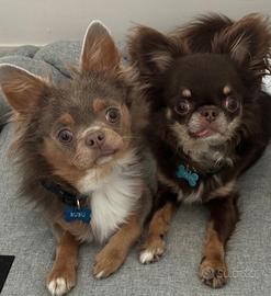 Chihuahua per accoppiamento/monta