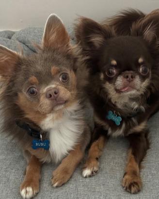 Chihuahua per accoppiamento/monta
