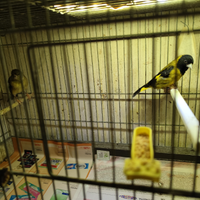 Lucherini testa nera