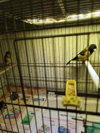 Lucherini testa nera