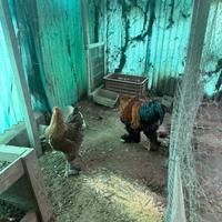Coppia brahma perniciato oro