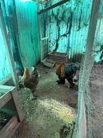 Coppia brahma perniciato oro