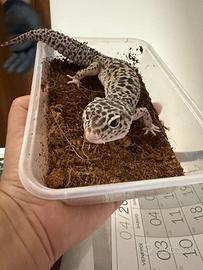 Geco leopardino Mack snow eclipse