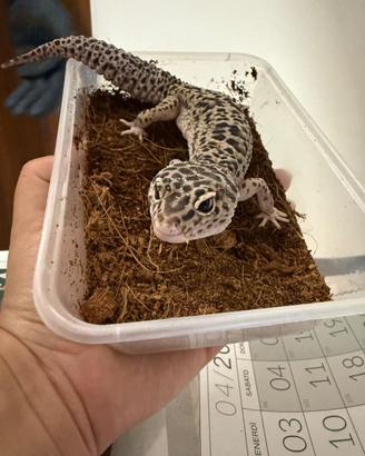 Geco leopardino Mack snow eclipse