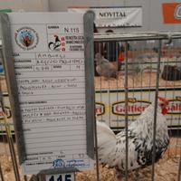 Gallo amburgo