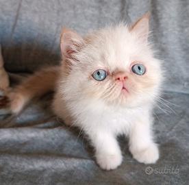 Gatti Persiani exotic shorthair