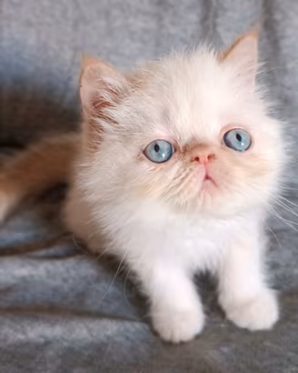 Gatti Persiani exotic shorthair