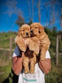 Cuccioli di golden retriever americani