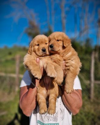 Cuccioli di golden retriever americani