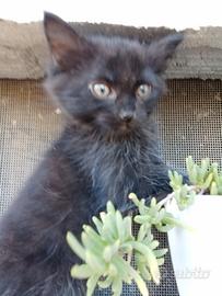 Gattina