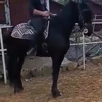 PULEDRA FRISONA 24 mesi DOMATA