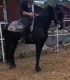 PULEDRA FRISONA 24 mesi DOMATA