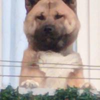 Akita americano
