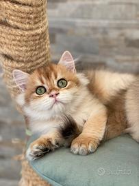 British longhair