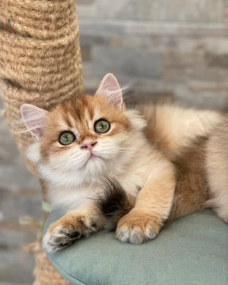 British longhair