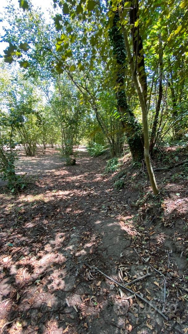 Terreno agricolo Altavilla Irpina - Vista 5