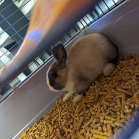 Coniglietta. Coniglio nano