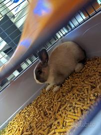 Coniglietta. Coniglio nano